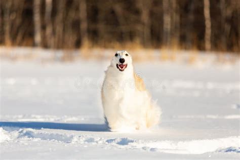 478 Borzoi Snow Stock Photos - Free & Royalty-Free Stock Photos from Dreamstime