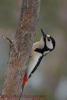 Great Spotted Woodpecker nest hole photo WP05109