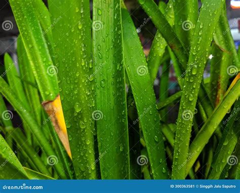 Green Leaves With Rain Water Splash Stock Image Image Of Rain Water