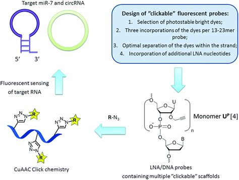 Fluorescence Detection Of Natural RNA Using Rationally Designed