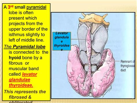 Thyroid And Parathyroid Gland Anatomy Ppt