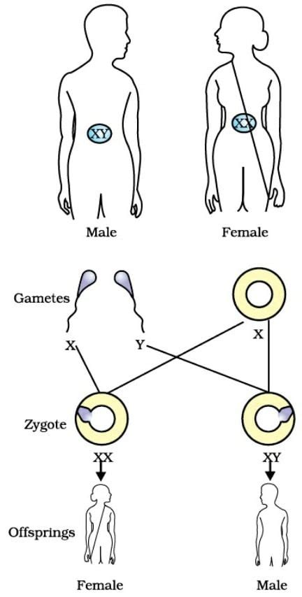 The Mechanism By Which The Sex Of An Individual Is Knowledgeboat