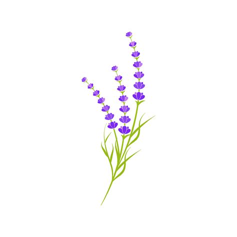 Lavender flower Vector icon illustration 35747663 Vector Art at Vecteezy