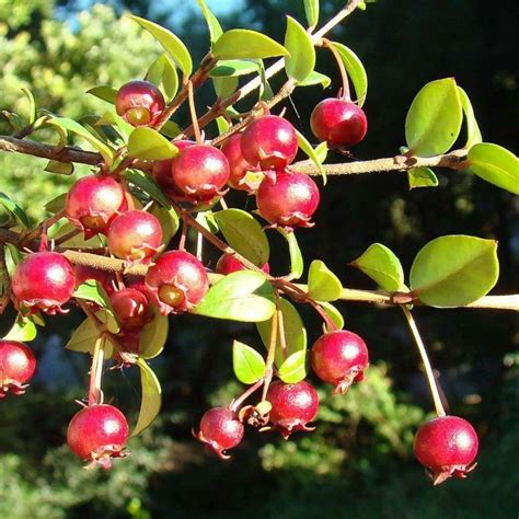 Chilean guava Seeds (Ugni molinae) - Price €3.50