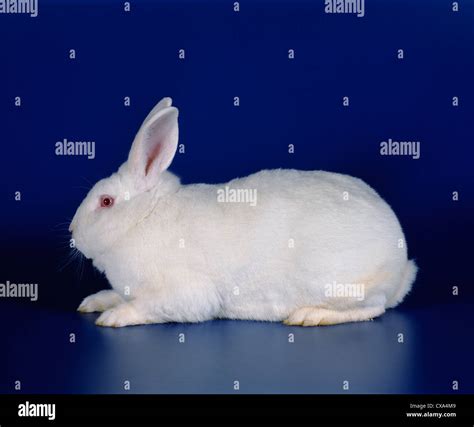 New Zealand White Rabbit Stock Photo Alamy