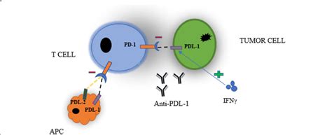 Pd 1 And Pd L1 Interaction Of Tumor Cells And Antigen Presenting Cells