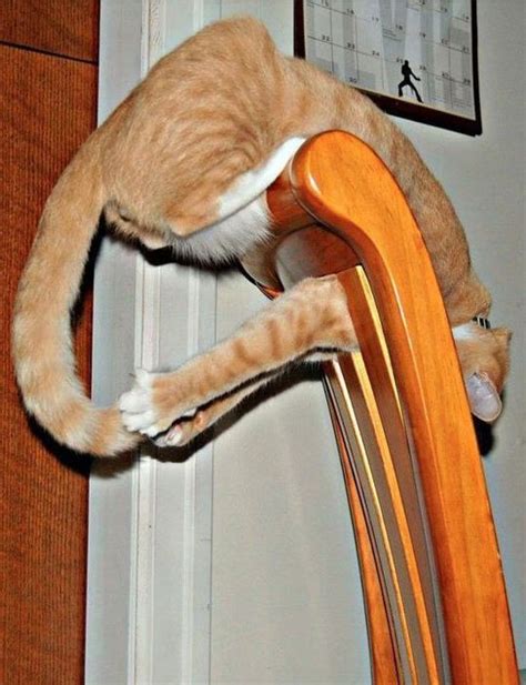 Cats Always Have The Best Balance Funny Cat Fails Crazy Cats Cute