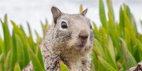 Squirrels Feel Safer When Birds Are Chirping in the Background | Plants ...