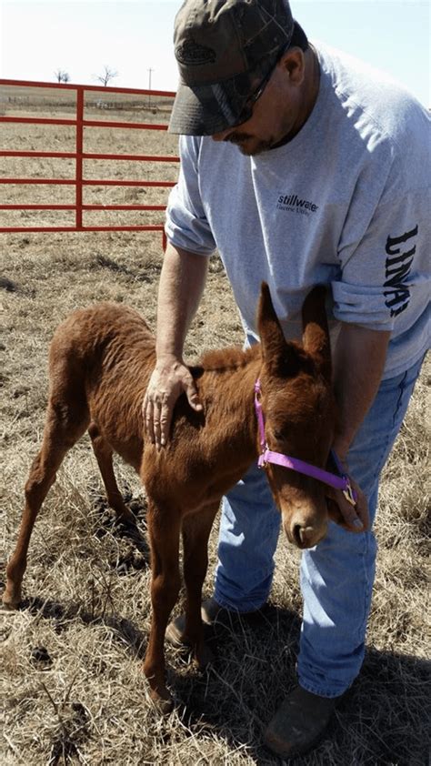 As requested baby mule picture : Horses