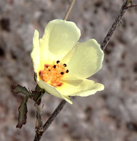 Sonoran Desert Plants Hibiscus Coulteri Desert Rose Mallow