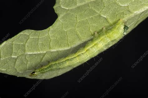 Silver Y moth caterpillar - Stock Image - C043/9342 - Science Photo Library