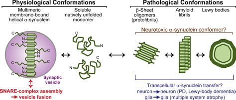 Definition Of A Molecular Pathway Mediating α Synuclein Neurotoxicity