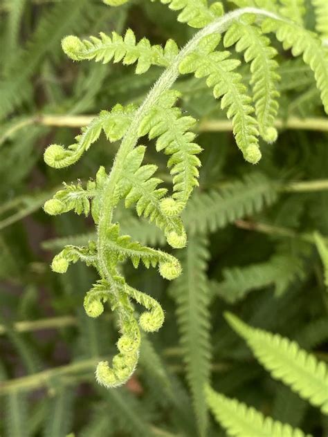 Southern Shield Fern Thelypteris Kunthii Garden Org