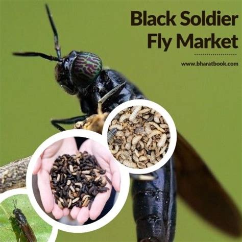 How To Determine The Sex Of Black Solider Fly Artofit