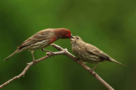 Free picture: house, finches, male, female, birds, carpodacus mexicanux