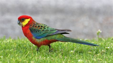 Western Rosella - BirdLife Australia