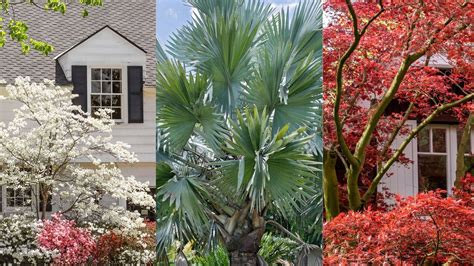 Best Low Maintenance Trees To Make A Front Yard Look Expensive Homes And Gardens