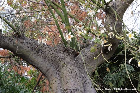 35 Ceibia Speciosa Arcadia Floss Silk Tree Los Angeles County