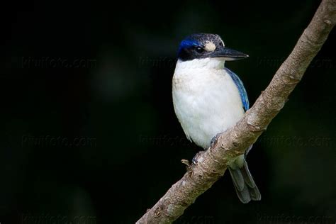 Forest Kingfisher Pictures and Photos - Photography - Bird | Wildlife ...