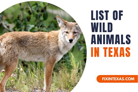 List of Wild Animals in Texas - Fixin Texas