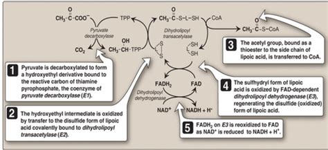 Pyruvate Oxidation And Tca Cycle Flashcards Quizlet