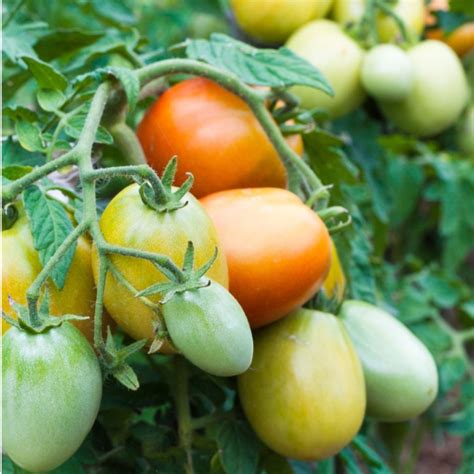 The Best Way To Ripen Tomatoes Get Tomatoes To Ripen Faster