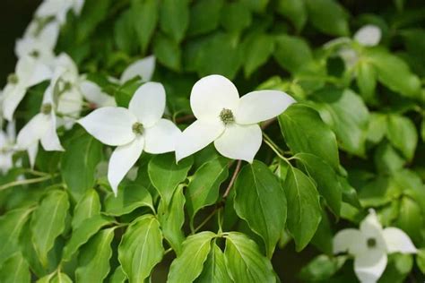 Discover The Fascinating Diversity Of Dogwood Trees: Guide To Different ...