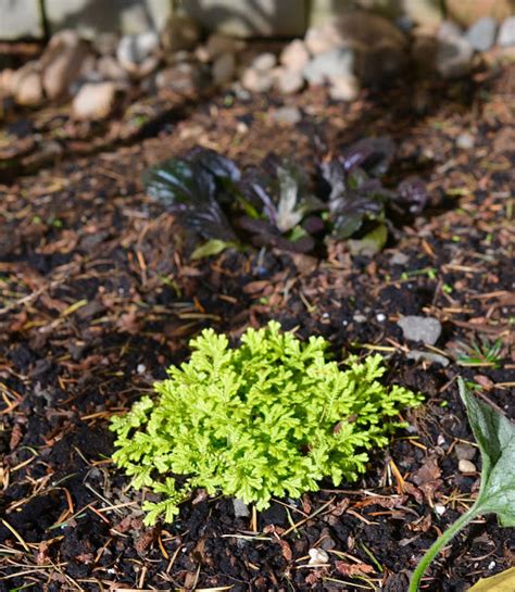 Photo #59929 | Selaginella kraussiana 'Aurea' | plant lust