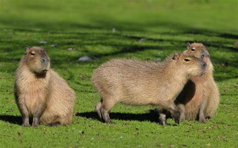 Capybara – the World's Largest Rodent | DinoAnimals.com