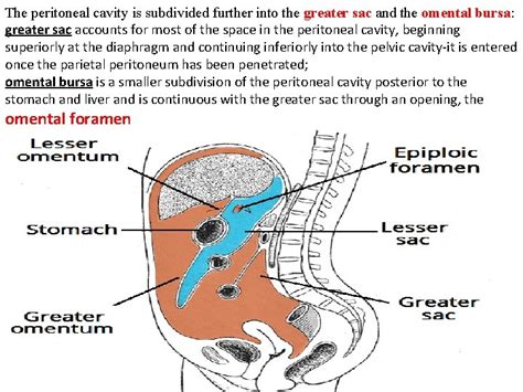 Peritoneum And The Peritoneal Cavity A Thin Membrane