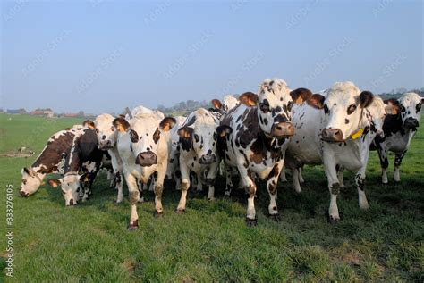 Rentrée des vaches pour la traite Troupeau de vaches normandes et prim