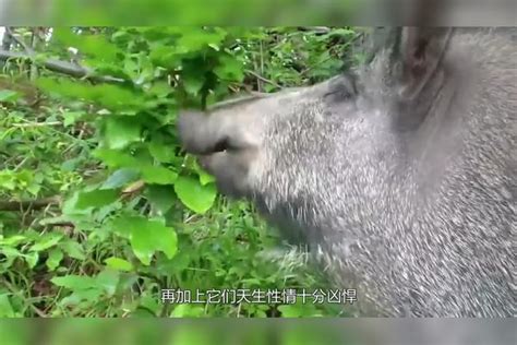 打龙打虎不打野猪，一猪二熊三老虎，难道野猪比老虎和熊都厉害？