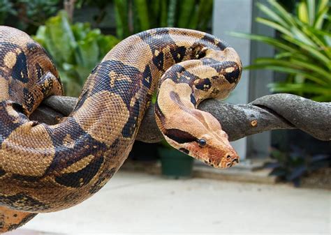 Boa Constrictor Connecticuts Beardsley Zoo