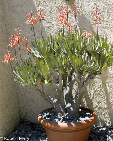 Fan Aloe Waterwise Garden Planner