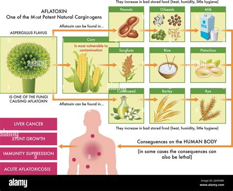 Carcinogen Examples