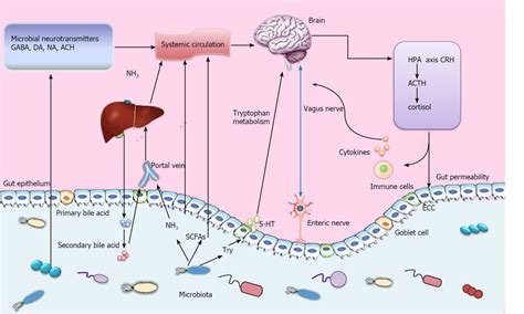 Role Of Gut Microbiota Via The Gut Liver Brain Axis In Digestive Diseases