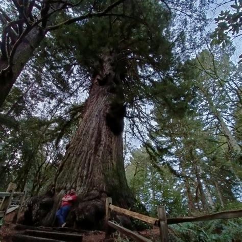 Methuselah Tree (Redwood) – Woodside, California - Atlas Obscura