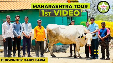 How To Start Dairy Farm In Maharashtra Top Quality Cows From Punjab Full Information In