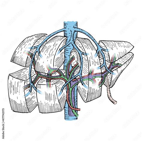 Liver anatomy: Couinaud hepatic segmentation. Color in blood vessels ...