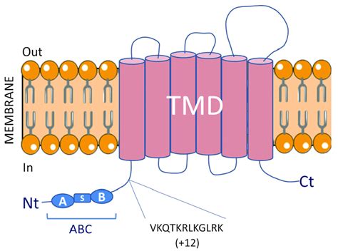 Structure Of The Membrane Atp Binding Cassette G Abcg Transporter