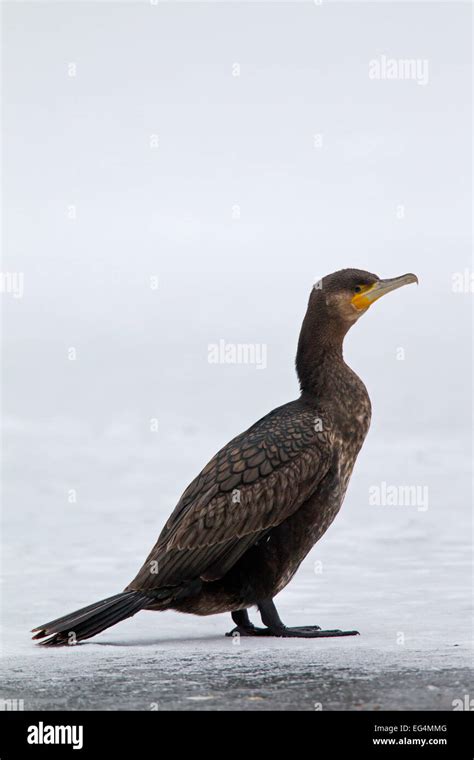 Juvenile Cormorant Hi Res Stock Photography And Images Alamy