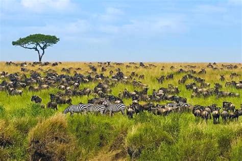 Top Reisen Masai Mara Nationalreservat Wedesigntrips