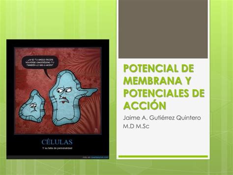 Potencial De Membrana Y Potenciales De Accion Semana I Ppt