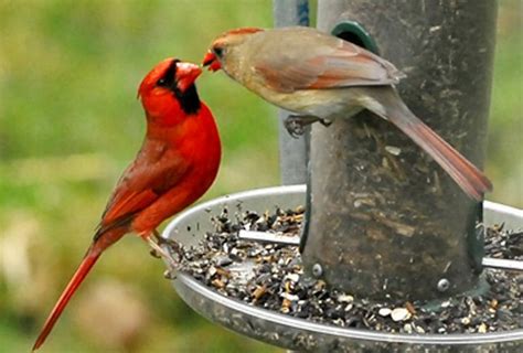 Do Cardinal Birds Mate For Life Birdwatching Buzz