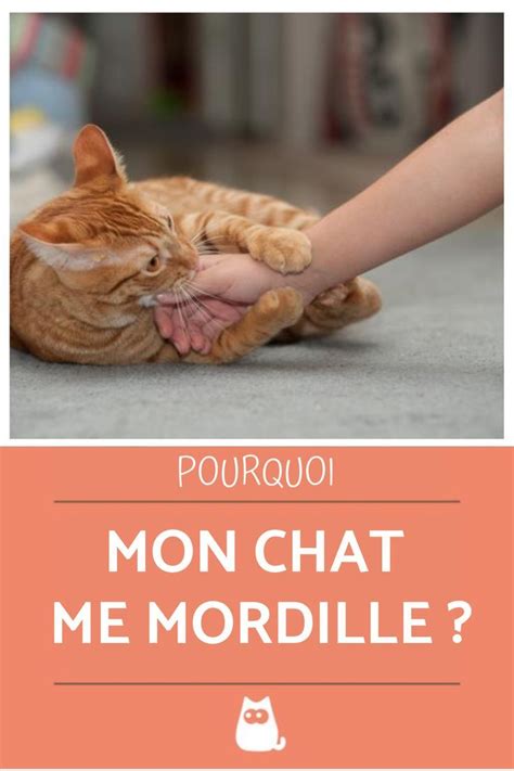 Pourquoi Mon Chat Me Mordille Causes Et Que Faire Artofit