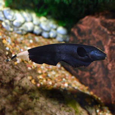 Black Ghost Knifefish: Info with Care Details and Pictures