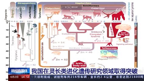 “灵长类基因组计划”获重大进展：帮助你 也是在帮助我们央广网