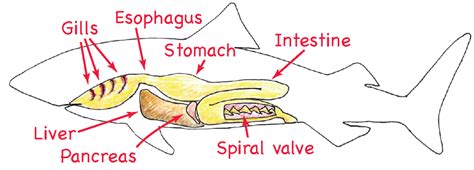 Chapter 17 Digestion From Beginning To End Physiology Coursebook