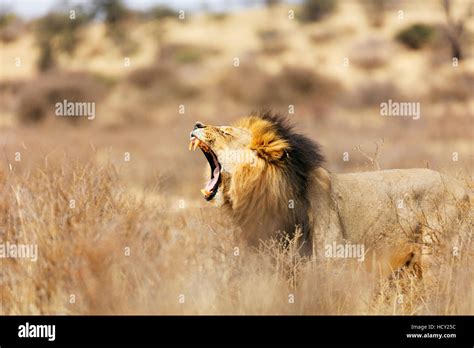 Lion roaring side view hi-res stock photography and images - Alamy