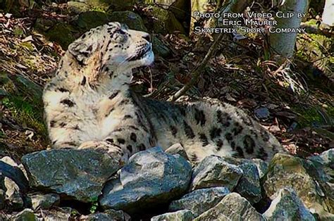 Snow Leopard Pair Video Clip By Eric Maurer Of Skatetrix Flickr